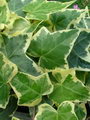راهنمای نگهداری و پرورش گیاهان آپارتمانی - پاپیتال